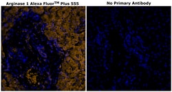 Invitrogen Arginase 1 Monoclonal Antibody (sl6arg), Alexa Fluor Plus 555
