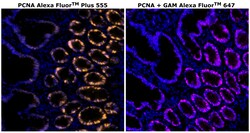 PCNA Monoclonal Antibody (PC10), Alexa Fluor&trade; Plus 555, Invitrogen&trade;