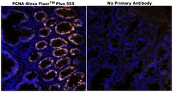 PCNA Monoclonal Antibody (PC10), Alexa Fluor&trade; Plus 555, Invitrogen&trade;