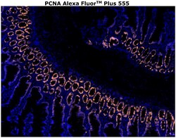 PCNA Monoclonal Antibody (PC10), Alexa Fluor™ Plus 555, Invitrogen™