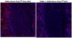 Invitrogen&trade;&nbsp;CD8 alpha Monoclonal Antibody (C8/144B), Alexa Fluor&trade; Plus 594