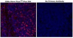 Invitrogen&trade;&nbsp;CD8 alpha Monoclonal Antibody (C8/144B), Alexa Fluor&trade; Plus 594