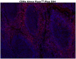 CD8 alpha Monoclonal Antibody (C8/144B), Alexa Fluor™ Plus 594, Invitrogen™