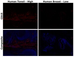 Invitrogen CD15 Monoclonal Antibody (MMA), Alexa Fluor Plus 594 500 &mu;L;