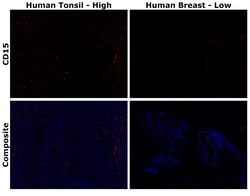 Invitrogen™ CD15 Monoclonal Antibody (MMA), Alexa Fluor™ Plus 594