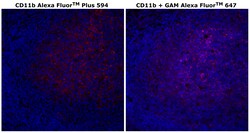 CD11b Monoclonal Antibody (C67F154), Alexa Fluor&trade; Plus 594, Invitrogen&trade;