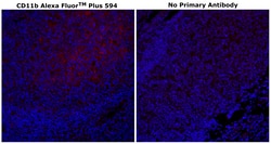 CD11b Monoclonal Antibody (C67F154), Alexa Fluor&trade; Plus 594, Invitrogen&trade;