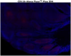CD11b Monoclonal Antibody (C67F154), Alexa Fluor™ Plus 594, Invitrogen™