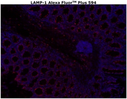 Invitrogen&trade;&nbsp;CD107a (LAMP-1) Monoclonal Antibody (eBioH4A3), Alexa Fluor&trade; Plus 594