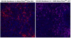 CD138 Monoclonal Antibody (MI15), Alexa Fluor&trade; Plus 594, Invitrogen&trade;
