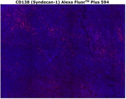 CD138 Monoclonal Antibody (MI15), Alexa Fluor™ Plus 594, Invitrogen™