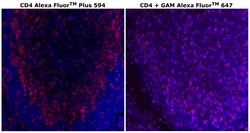 Invitrogen™ CD4 Monoclonal Antibody (N1UG0), Alexa Fluor™ Plus 594