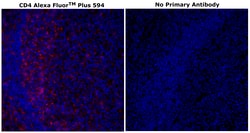 Invitrogen&trade;&nbsp;CD4 Monoclonal Antibody (N1UG0), Alexa Fluor&trade; Plus 594