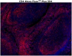 Invitrogen&trade;&nbsp;CD4 Monoclonal Antibody (N1UG0), Alexa Fluor&trade; Plus 594
