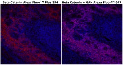 Invitrogen&trade;&nbsp;beta Catenin Monoclonal Antibody (15B8), Alexa Fluor&trade; Plus 594