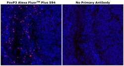Invitrogen&trade;&nbsp;FOXP3 Monoclonal Antibody (PCH101), Alexa Fluor&trade; Plus 594