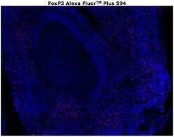 Invitrogen&trade;&nbsp;FOXP3 Monoclonal Antibody (PCH101), Alexa Fluor&trade; Plus 594