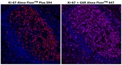 Invitrogen Ki-67 Monoclonal Antibody (SolA15), Alexa Fluor Plus 594 500