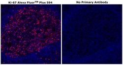 Invitrogen Ki-67 Monoclonal Antibody (SolA15), Alexa Fluor Plus 594 500