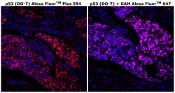 Invitrogen™ p53 Monoclonal Antibody (DO-7), Alexa Fluor™ Plus 594