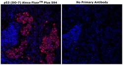 Invitrogen&trade;&nbsp;p53 Monoclonal Antibody (DO-7), Alexa Fluor&trade; Plus 594