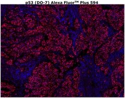 Invitrogen&trade;&nbsp;p53 Monoclonal Antibody (DO-7), Alexa Fluor&trade; Plus 594