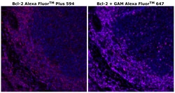 Invitrogen&trade;&nbsp;Bcl-2 Monoclonal Antibody (Bcl-2-100), Alexa Fluor&trade; Plus 594
