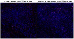 Invitrogen CD163 Recombinant Rabbit Monoclonal Antibody (RM371), Alexa Fluor Plus 594 500 &mu;L | Buy Online | Invitrogen&trade; | Fisher Scientific