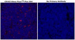 Invitrogen CD163 Recombinant Rabbit Monoclonal Antibody (RM371), Alexa Fluor Plus 594 500 &mu;L | Buy Online | Invitrogen&trade; | Fisher Scientific