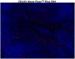 Invitrogen&trade;&nbsp;CD163 Recombinant Rabbit Monoclonal Antibody (RM371), Alexa Fluor&trade; Plus 594