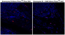 Invitrogen&trade;&nbsp;Granzyme B Monoclonal Antibody (496B), Alexa Fluor&trade; Plus 594