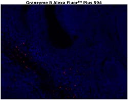 Invitrogen&trade;&nbsp;Granzyme B Monoclonal Antibody (496B), Alexa Fluor&trade; Plus 594