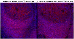 Invitrogen CD45RB Monoclonal Antibody (PD7/26), Alexa Fluor Plus 594 100 &mu;g | Buy Online | Invitrogen&trade; | Fisher Scientific