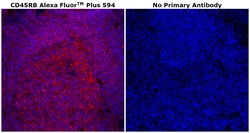 Invitrogen CD45RB Monoclonal Antibody (PD7/26), Alexa Fluor Plus 594 100 &mu;g | Buy Online | Invitrogen&trade; | Fisher Scientific