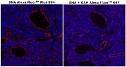 Invitrogen&trade;&nbsp;Alpha-Smooth Muscle Actin Monoclonal Antibody (1A4), Alexa Fluor&trade; Plus 594