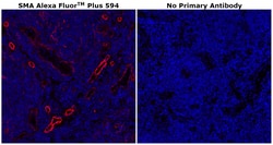 Invitrogen Alpha-Smooth Muscle Actin Monoclonal Antibody (1A4), Alexa Fluor Plus 594 100 &mu;g | Buy Online | Invitrogen&trade; | Fisher Scientific