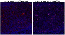 Invitrogen CD11c Monoclonal Antibody (118/A5), Alexa Fluor Plus 594 500