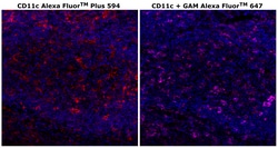 Invitrogen CD11c Monoclonal Antibody (118/A5), Alexa Fluor Plus 594 500