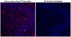 Invitrogen CD11c Monoclonal Antibody (118/A5), Alexa Fluor Plus 594 500