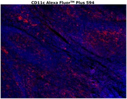 Invitrogen CD11c Monoclonal Antibody (118/A5), Alexa Fluor Plus 594 500