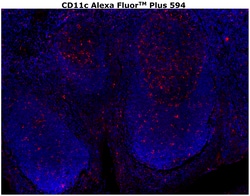 Invitrogen CD11c Monoclonal Antibody (118/A5), Alexa Fluor Plus 594 500