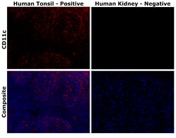 Invitrogen CD11c Monoclonal Antibody (118/A5), Alexa Fluor Plus 594 500