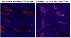 Collagen IV Monoclonal Antibody (1042), Alexa Fluor&trade; Plus 594, Invitrogen&trade;
