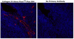 Collagen IV Monoclonal Antibody (1042), Alexa Fluor&trade; Plus 594, Invitrogen&trade;