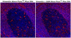 Invitrogen Vimentin Monoclonal Antibody (V9), Alexa Fluor Plus 594 100 &mu;g | Buy Online | Invitrogen&trade; | Fisher Scientific