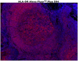HLA-DR Monoclonal Antibody (LN3), Alexa Fluor™ Plus 594, Invitrogen™