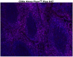 CD8 alpha Monoclonal Antibody (C8/144B), Alexa Fluor™ Plus 647, Invitrogen™