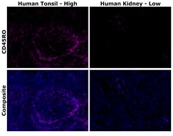 Invitrogen&trade;&nbsp;CD45RO Monoclonal Antibody (UCHL1), Alexa Fluor&trade; Plus 647