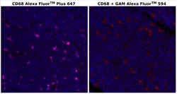 CD68 Monoclonal Antibody (KP1), Alexa Fluor&trade; Plus 647, Invitrogen&trade;
