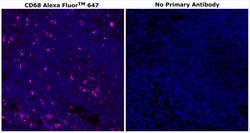 CD68 Monoclonal Antibody (KP1), Alexa Fluor&trade; Plus 647, Invitrogen&trade;